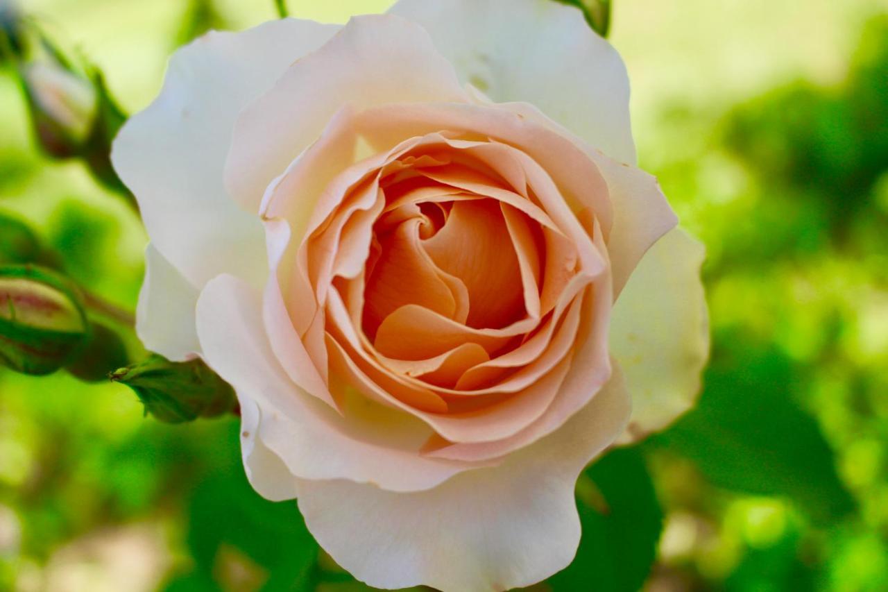 דונוראטיקו Agriturismo Re Di Fiori מראה חיצוני תמונה